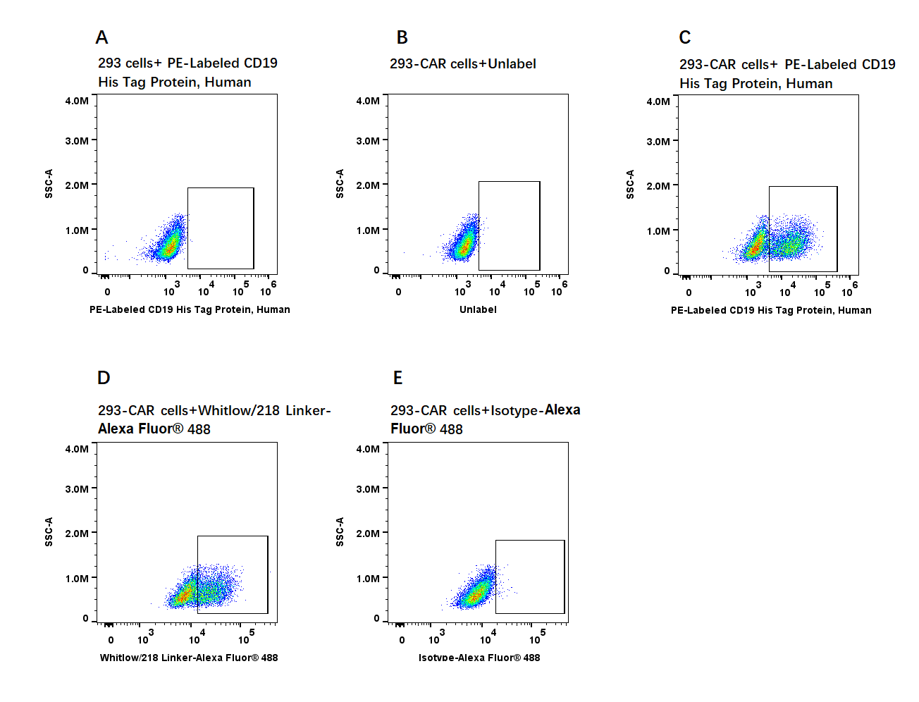 PE-Labeled CD19 His Tag Protein, Human