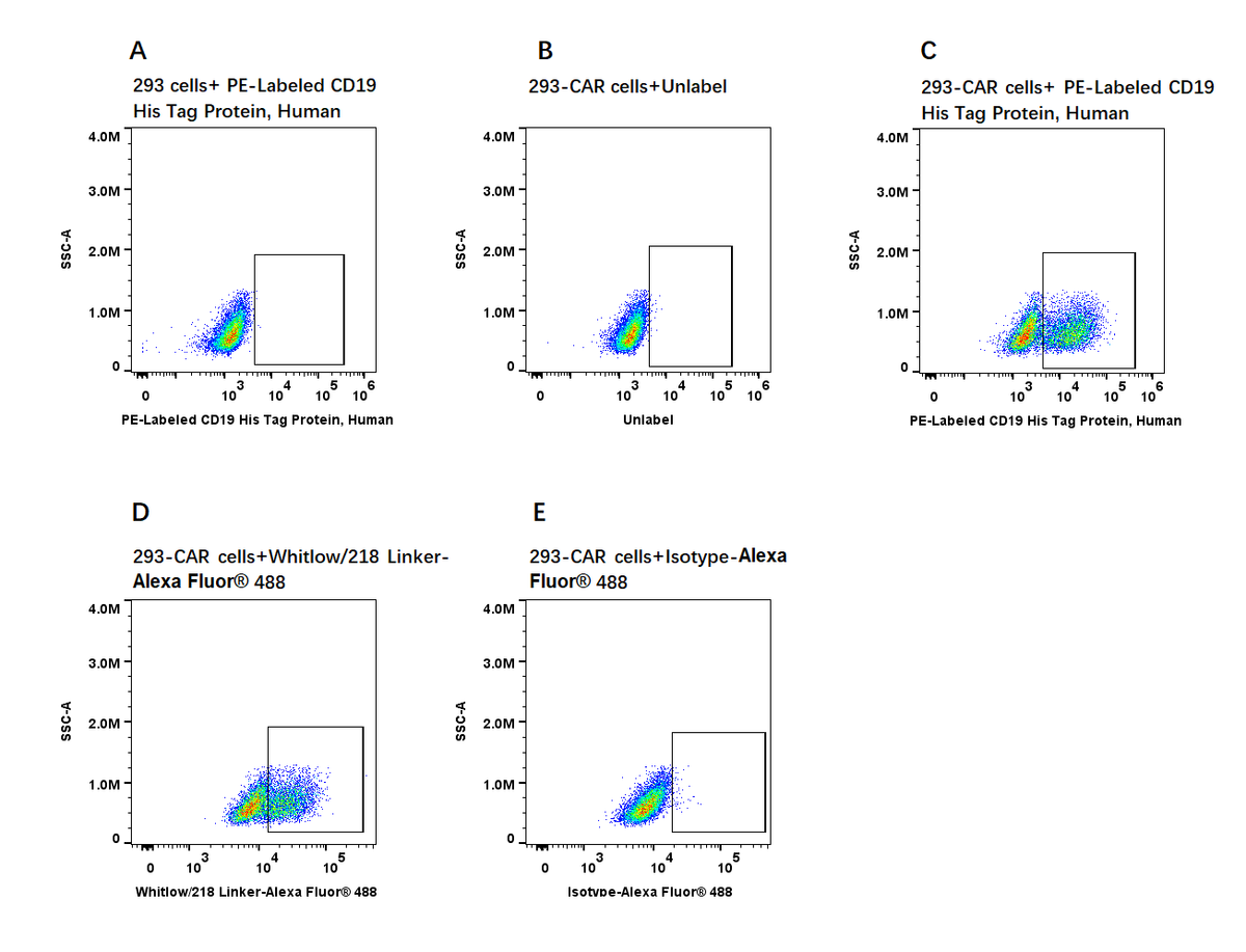 PE-Labeled CD19 His Tag Protein, Human