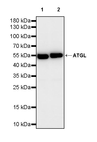 ATGL Recombinant Rabbit mAb