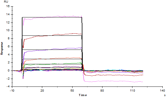 Biotinylated Fc γ RIIB/CD32b Avi&His Tag Protein, Human
