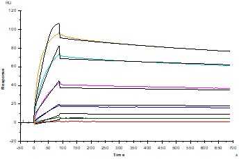 CD7 His Tag Protein, Cynomolgus
