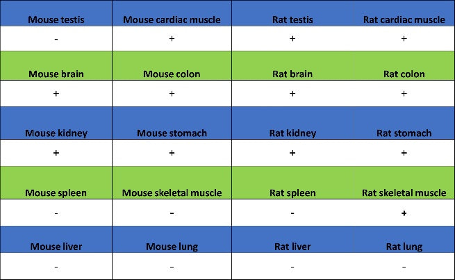 UQCRC2 Recombinant Rabbit mAb (S-1890-227)