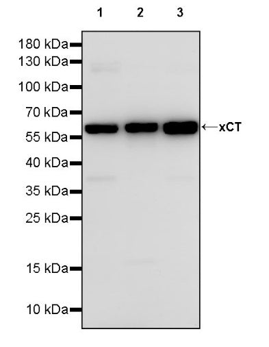 xCT Recombinant Rabbit mAb