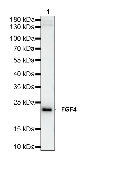 FGF4 Recombinant Rabbit mAb (S-4691-74)
