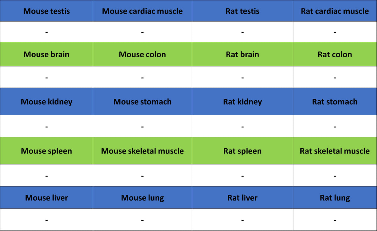 NPTX2 Recombinant Rabbit mAb (S-4048-54)