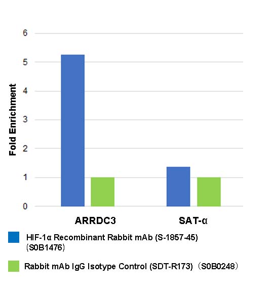 HIF-1α Recombinant Rabbit mAb (S-1857-45)
