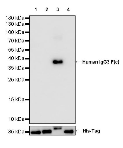 Human lgG3 F(c) Recombinant Rabbit mAb (HRP Conjugate) (S-459-75)