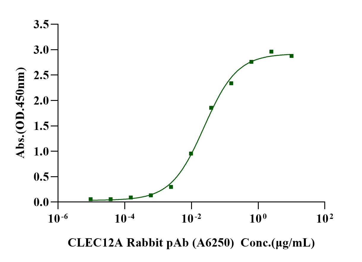 CLEC12A/MICL/CLL-1 Fc Chimera Protein, Human