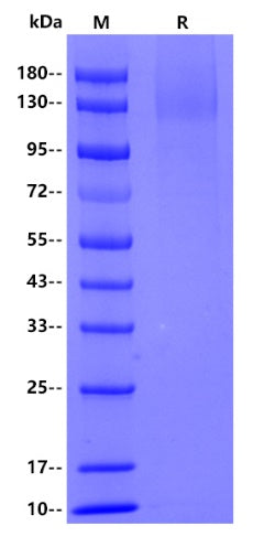Mouse CD44, His tag