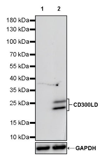 CD300LD Recombinant Rabbit mAb (S-1578-29)