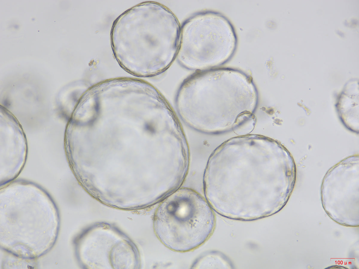 Cholangiocyte Organoid Expansion Culture Medium, Mouse