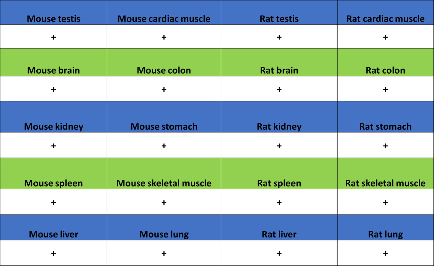 DOCK11 Recombinant Rabbit mAb (S-4420-57)