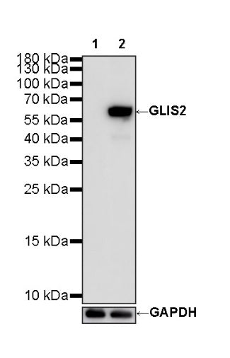 GLIS2 Recombinant Rabbit mAb (S-4139-44)