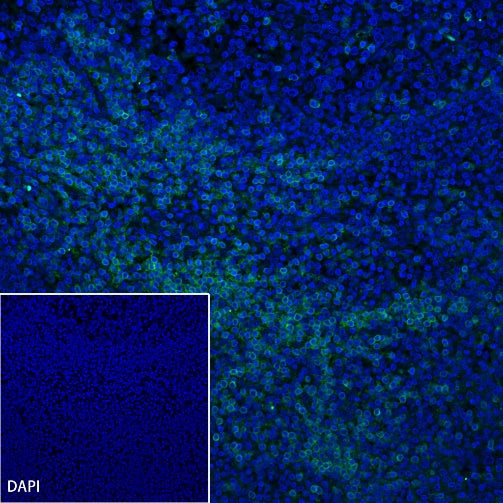 CD3 epsilon Recombinant Rabbit mAb (Alexa Fluor® 488 Conjugate) (SDT-241-49)
