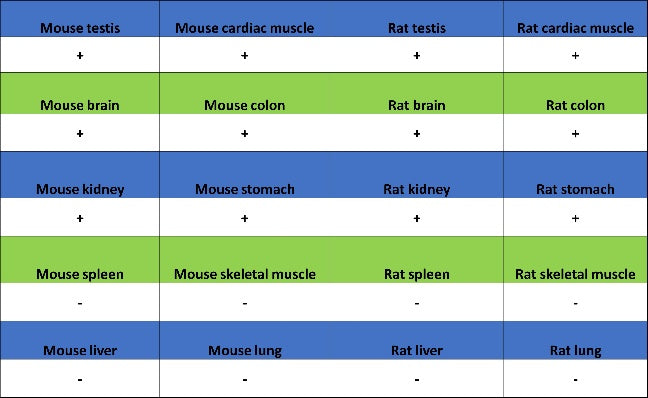 DLST Rabbit Polyclonal Antibody