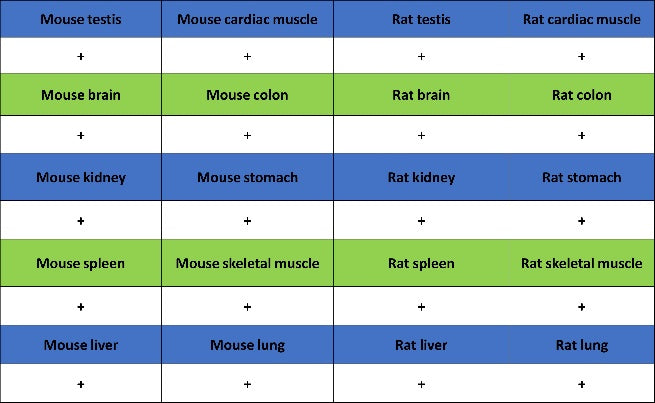 PFKL+PFKM Recombinant Rabbit mAb (S-1302-31)