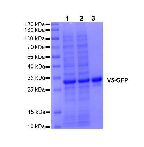Anti-GFP Nanobody Magnetic Agarose