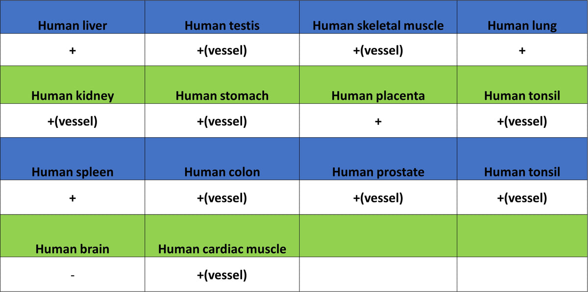 Apolipoprotein CIII Recombinant Rabbit mAb (S-5408)