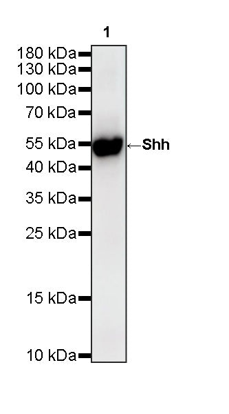 Shh Recombinant Rabbit mAb