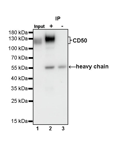 CD50 Recombinant Rabbit mAb (S-666-37)