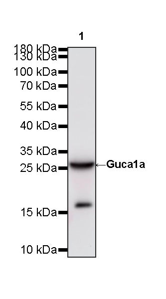 Guca1a Recombinant Rabbit mAb (S-4277-48)