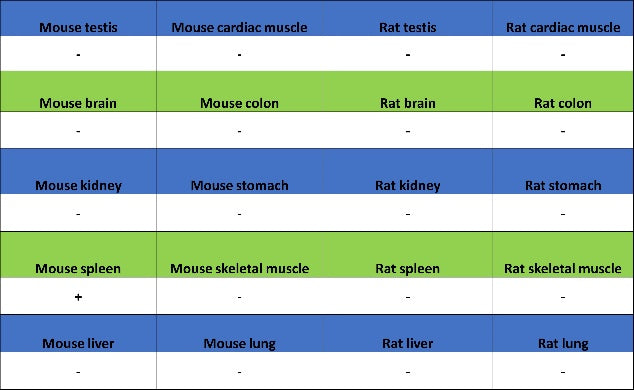 CD3ε Recombinant Rabbit mAb (S-300-125)