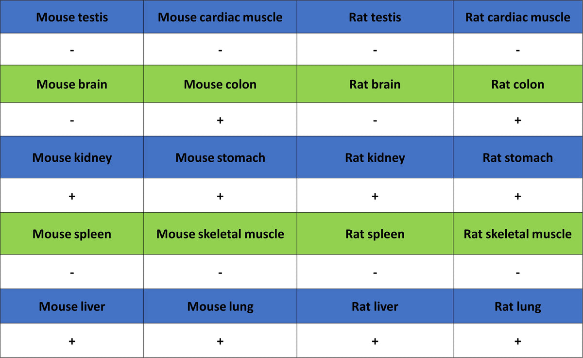 Cytokeratin 7 Recombinant Rabbit mAb (S-5954)