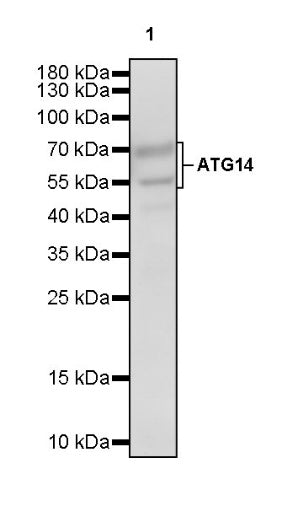 ATG14 Recombinant Rabbit mAb (S-2371-15)