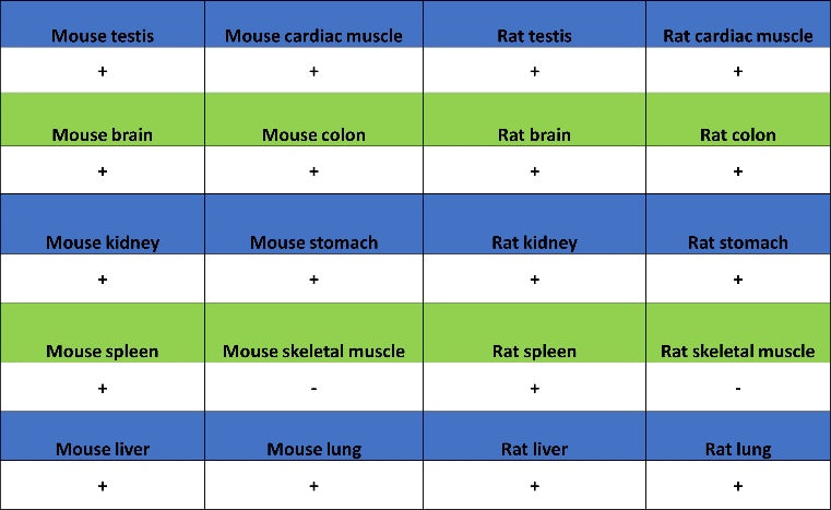 eEF2 Recombinant Rabbit mAb (S-1976-35)