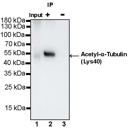 α-tubulin (acetyl K40) Recombinant Rabbit mAb (S-1536-100)