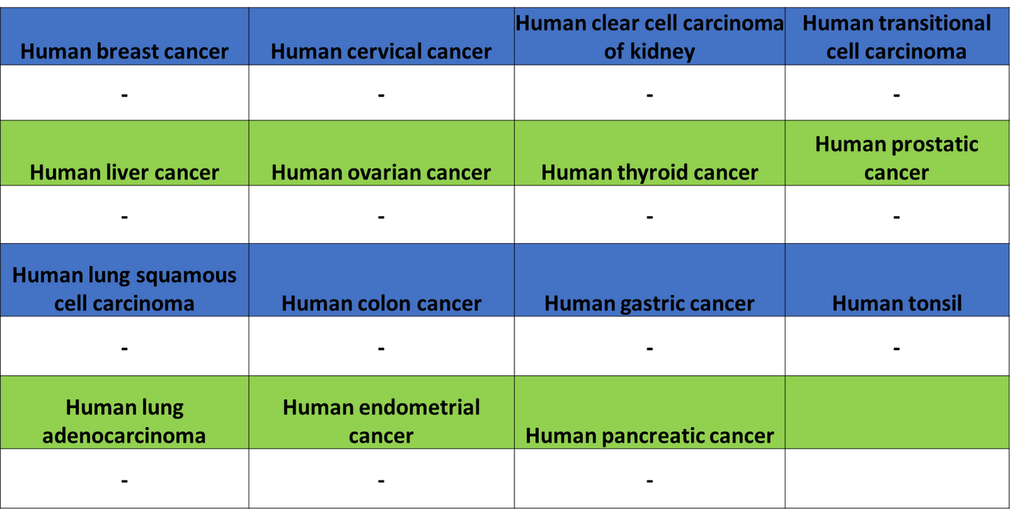 ARR3 Recombinant Rabbit mAb (S-3290-27)