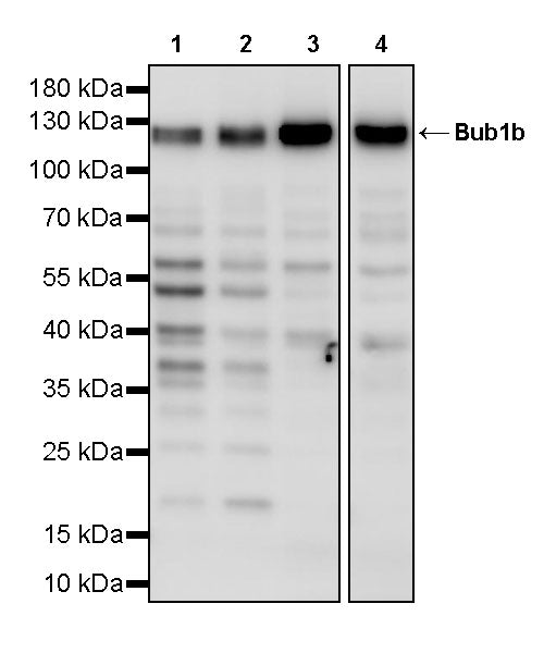 Bub1b Recombinant Rabbit mAb (S-3436-5)