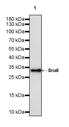 Snail Recombinant Rabbit mAb (S-3257)