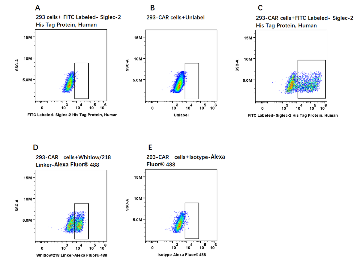 FITC-Labeled Siglec-2/CD22 His Tag Protein, Human