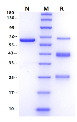 H5N1 HA (A/Turkey/1/2005) His Tag Protein