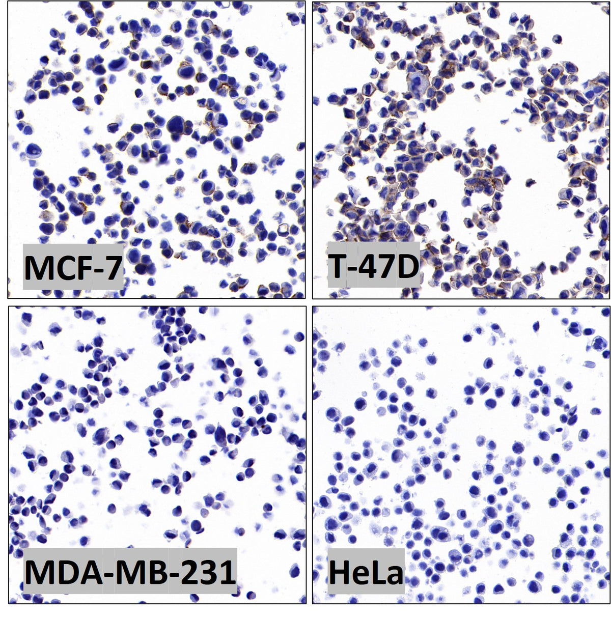 S-RMab® ErbB3 Recombinant Rabbit mAb (SDT-991-10)