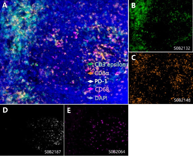 PD-1, T cell, Cytotoxic T cell and Macrophage Marker (PD-1, CD3 epsilon, CD8α, CD68) Antibody Panel