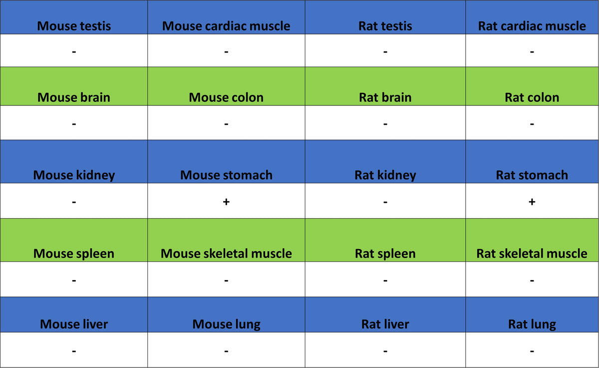 H+/K+-ATPase Recombinant Rabbit mAb (S-3474-110)