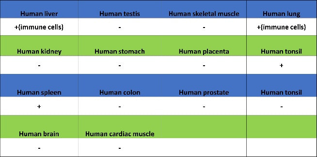 CD88 Recombinant Rabbit mAb (S-1921-43)