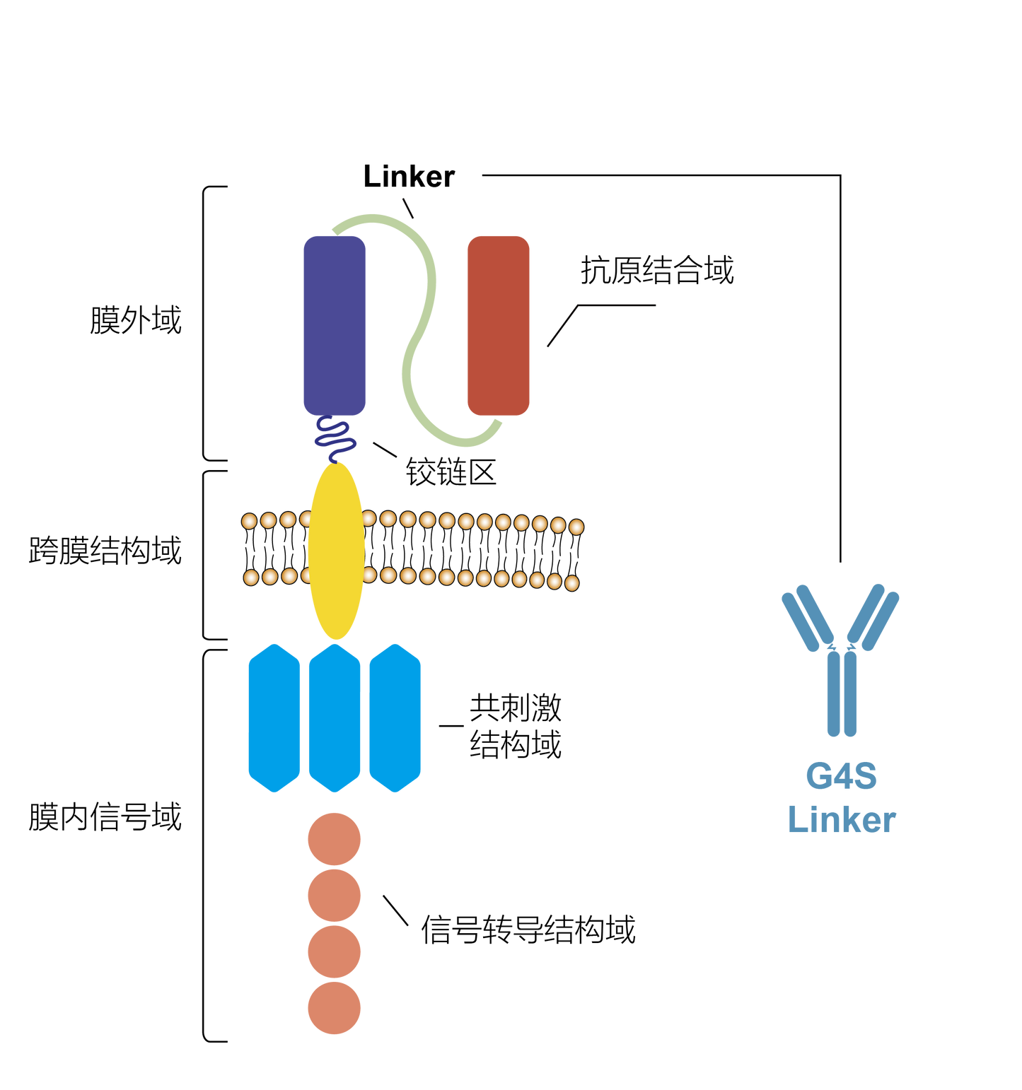 G4S Linker Recombinant Rabbit mAb (Biotin Conjugate) (S-711-23)