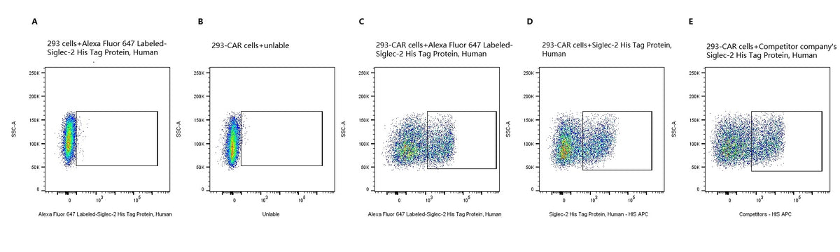 Alexa Fluor 647-Labeled Siglec-2/CD22 His Tag Protein, Human