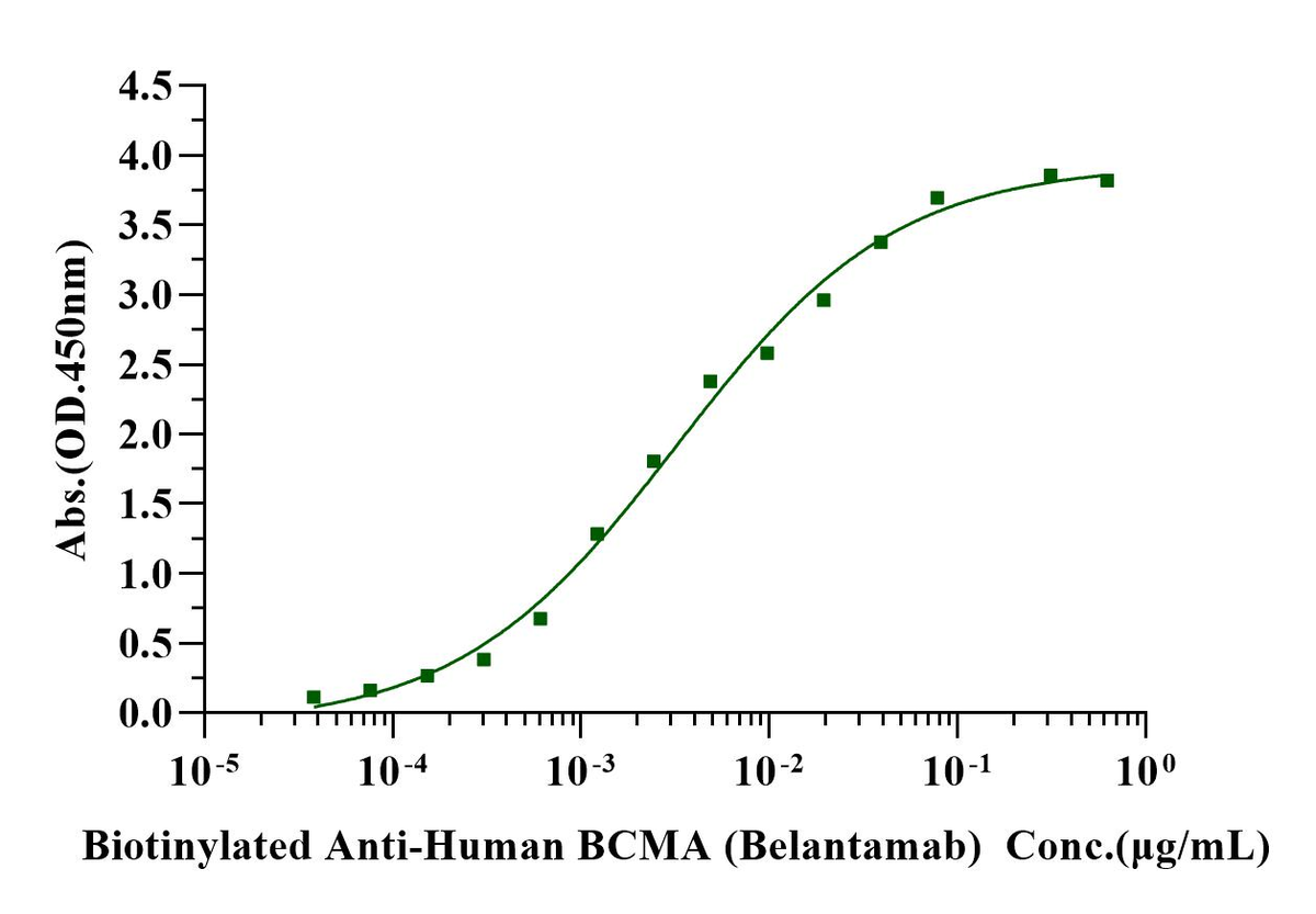 BCMA/TNFRSF17 Fc Chimera Protein, Cynomolgus