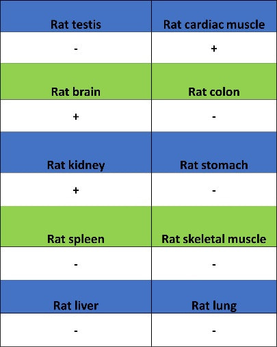 SLC8A1 Recombinant Rabbit mAb (S-3100-17)