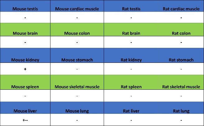 SLC25A51 Recombinant Rabbit mAb (S-2070-74)
