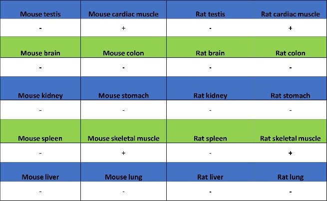MYH7 Recombinant Rabbit mAb ,PBS Only (SDT-2936-44)