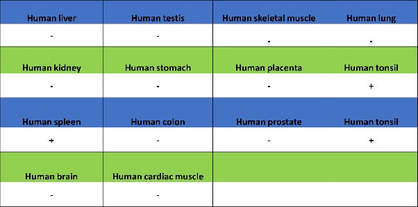 CD37 Recombinant Rabbit mAb (S-1662-61)