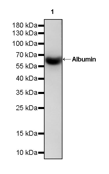 Albumin Recombinant Rabbit mAb (S-1400-49)