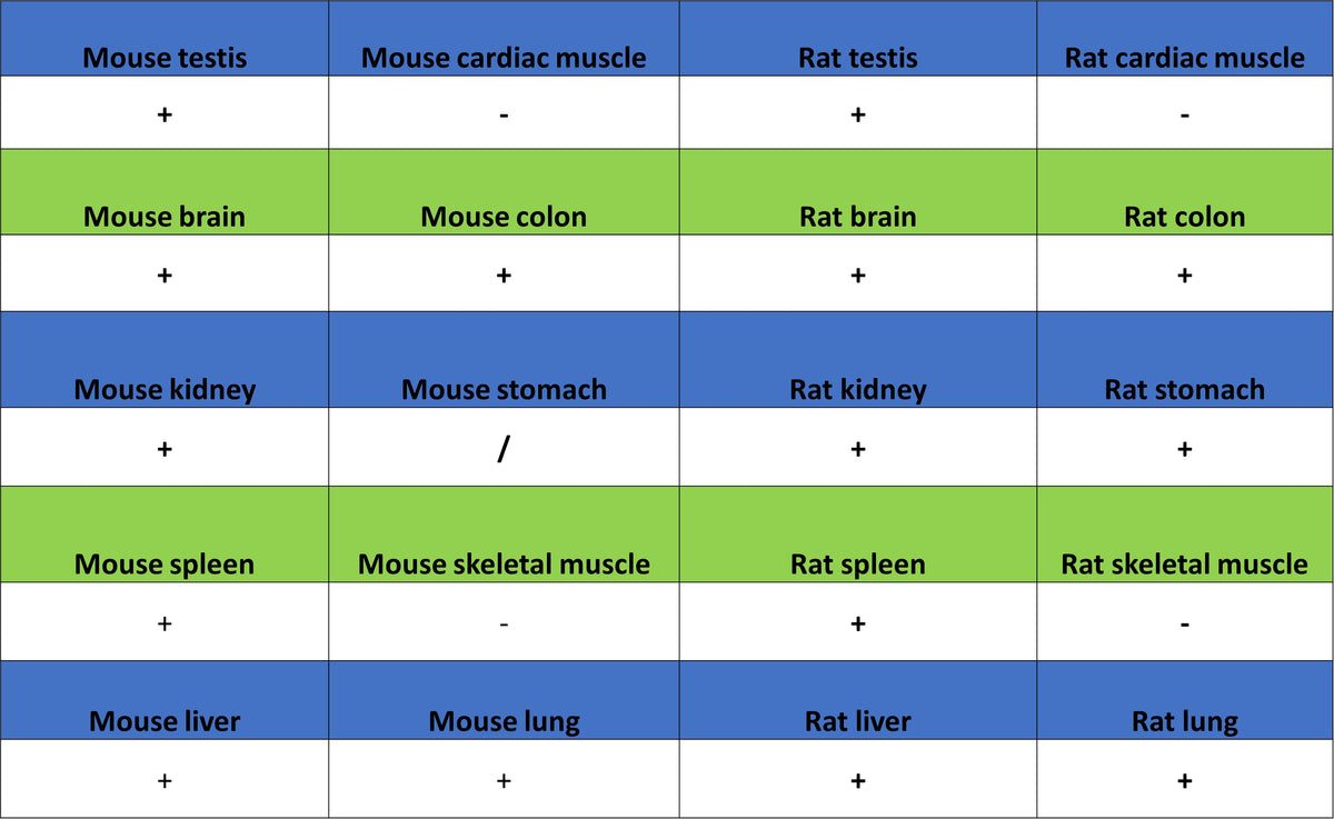 Golgin-245 Recombinant Rabbit mAb (S-4473-8)