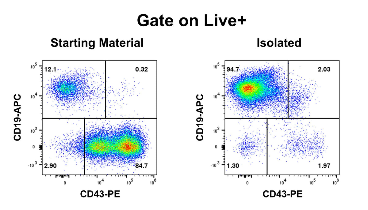 Human Pan B Cell Isolation Kit (Column-Based)