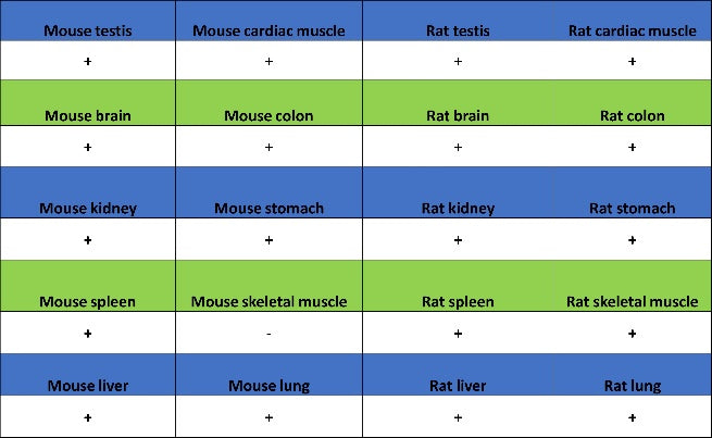 Hint1 Recombinant Rabbit mAb (S-2693-67)